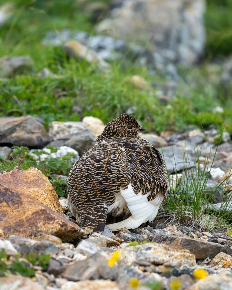 A raichou tucking her chicks in