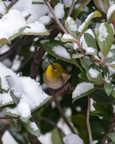 Mejiro and snow
