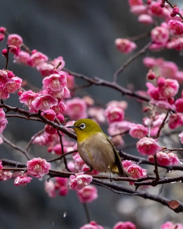 Birding at the Imperial Palace