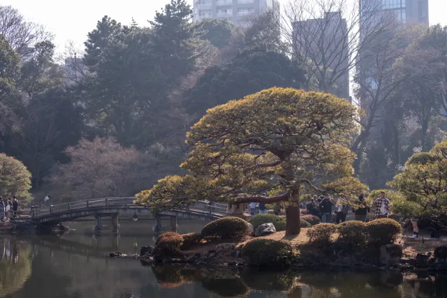 Birding at Shinjuku Gyoen