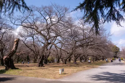 Birding at Koishikawa Botanical Garden