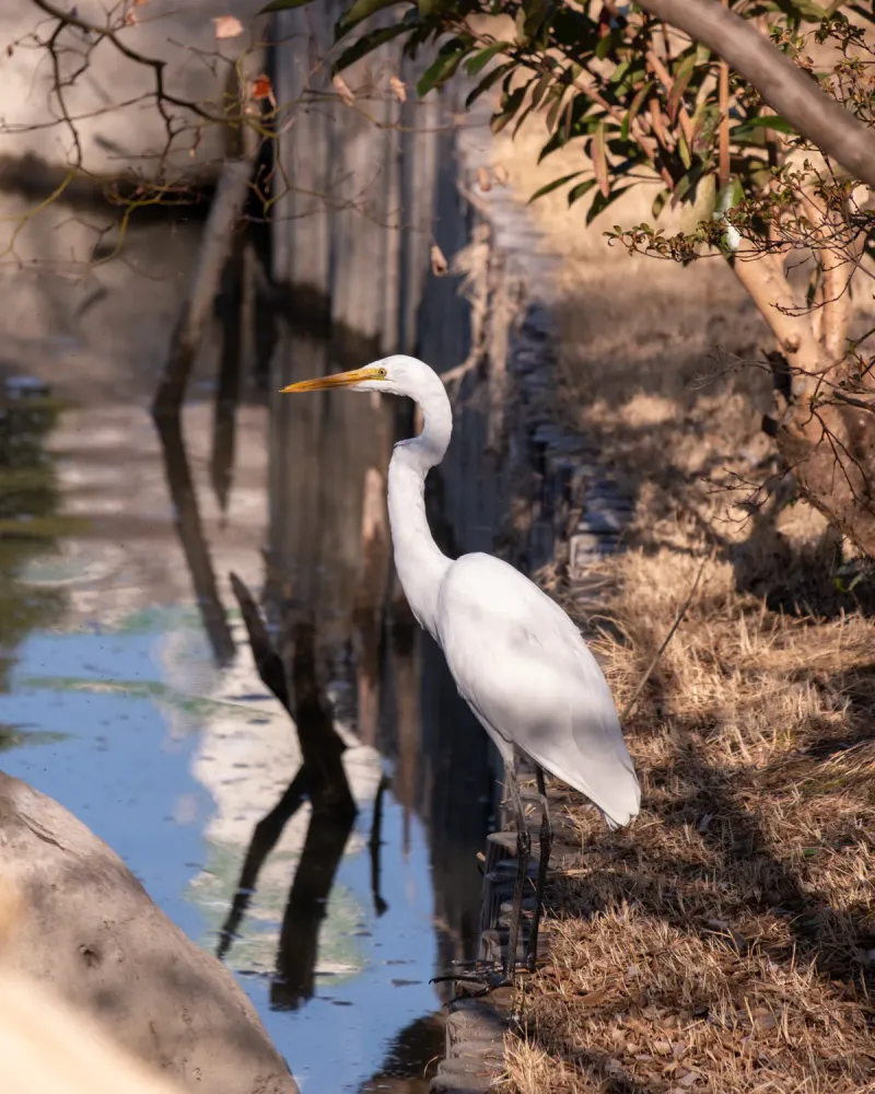 Great Egret Fishing