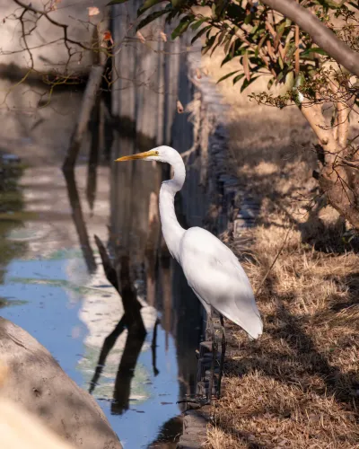 Great Egret Fishing