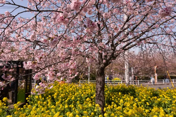 Mt Miura-fuji and the Miura Kaigan Cherry Blossom Festival
