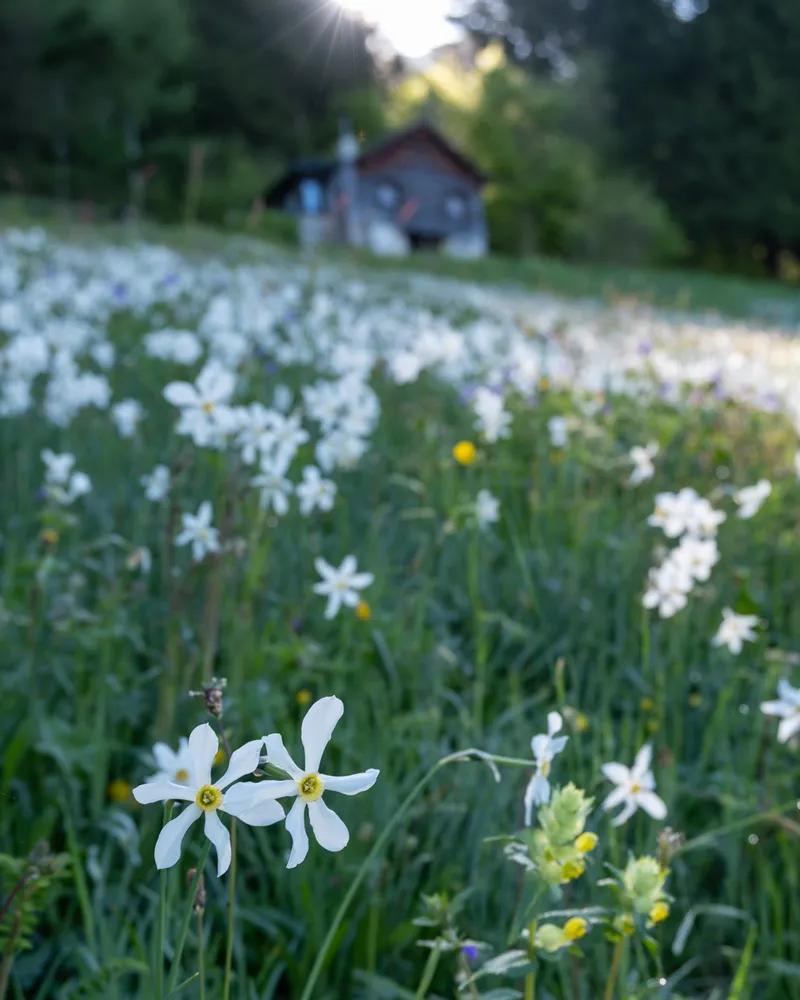 Rochers de Naye, Switzerland