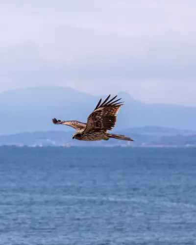 Black kites at Enoshima