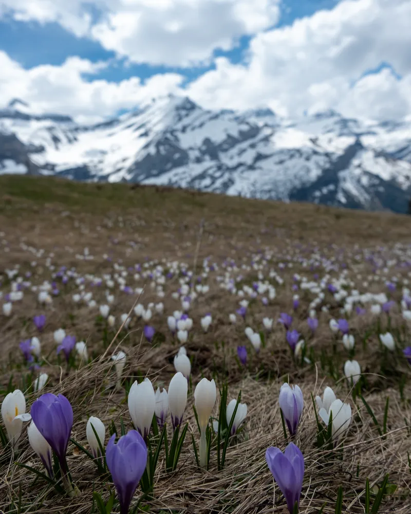 La Palette, Switzerland