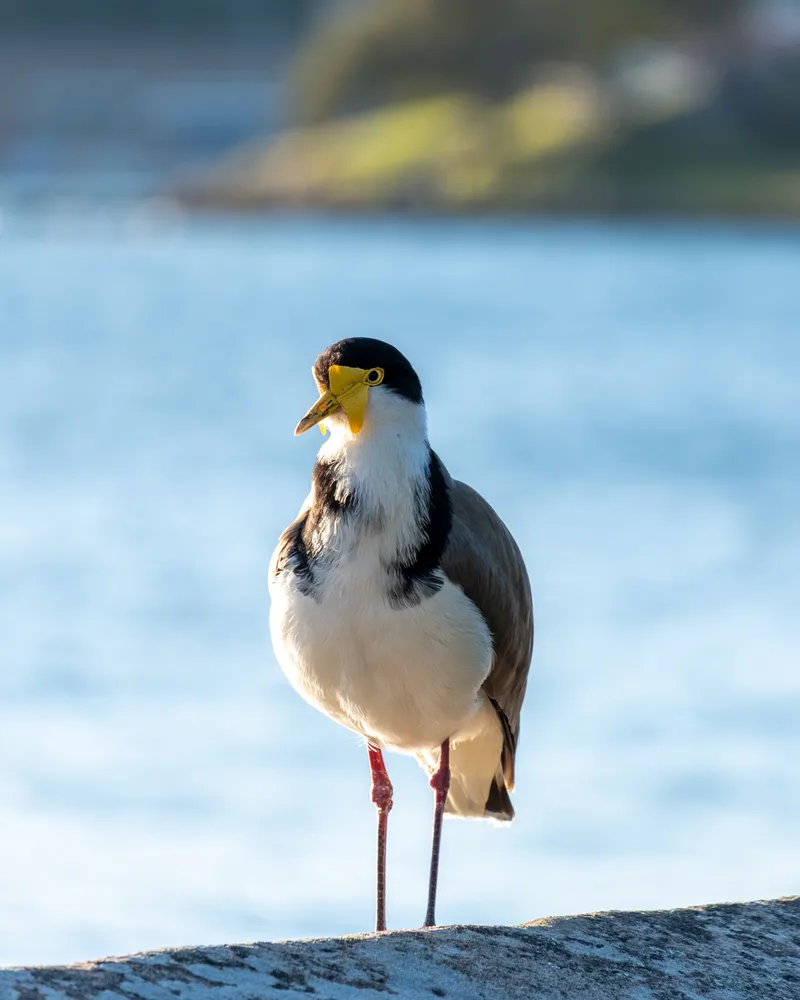 Sydney Botanical Gardens