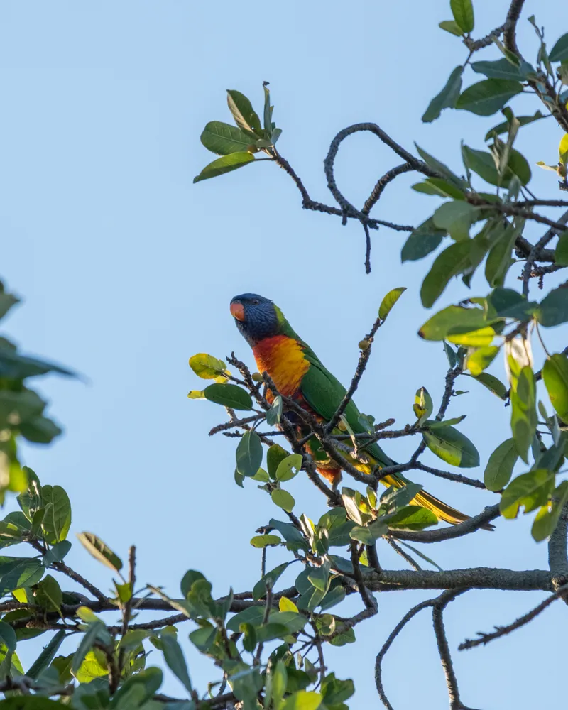 Sydney Botanical Gardens