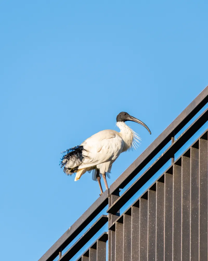 Sydney Botanical Gardens