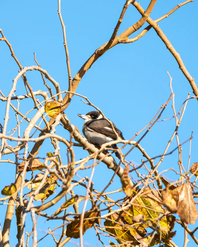 Sydney Botanical Gardens