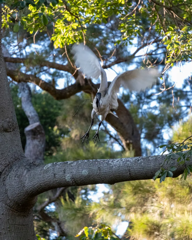 Sydney Botanical Gardens