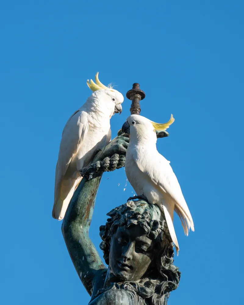 Sydney Botanical Gardens
