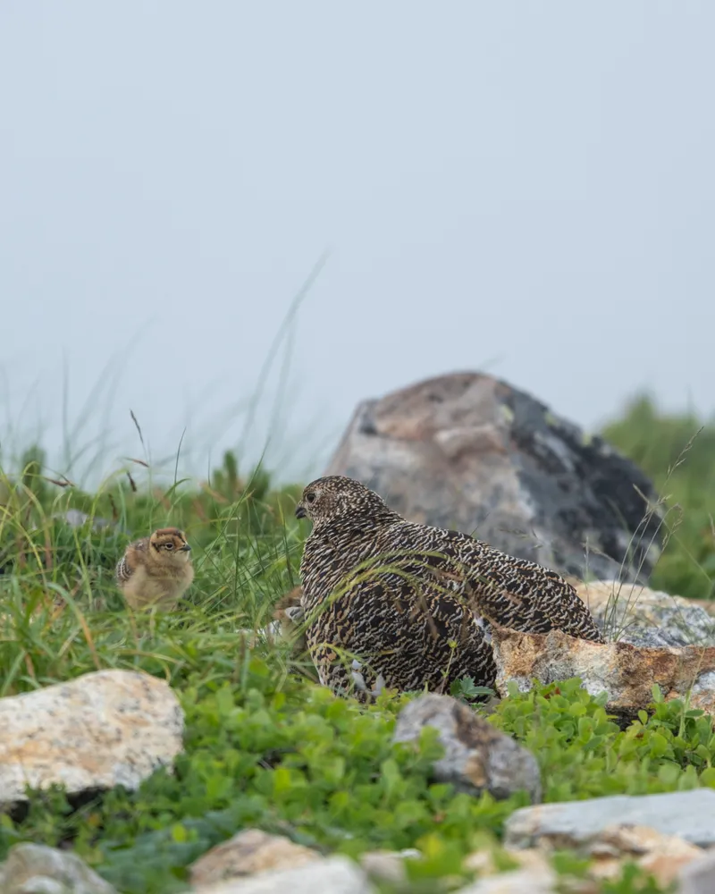 A raichou tucking her chicks in
