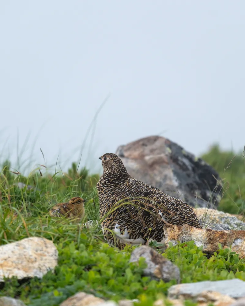 A raichou tucking her chicks in