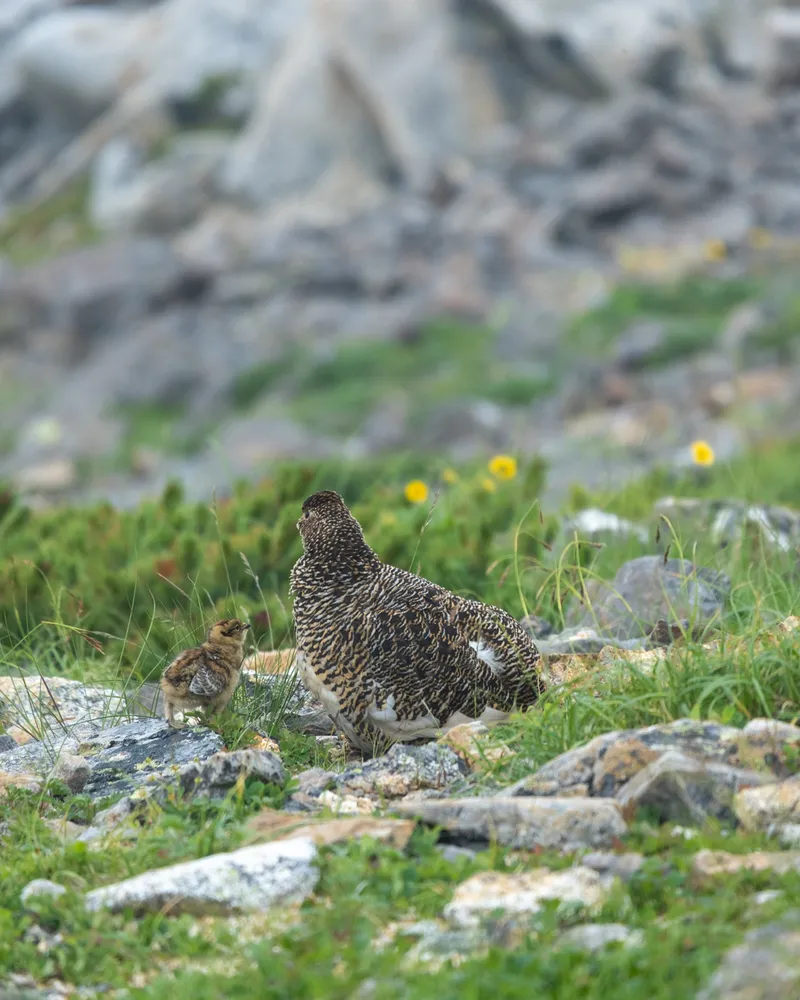 A raichou tucking her chicks in