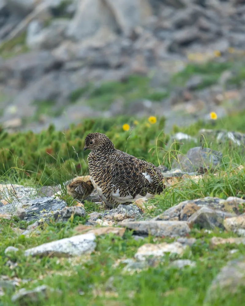 A raichou tucking her chicks in