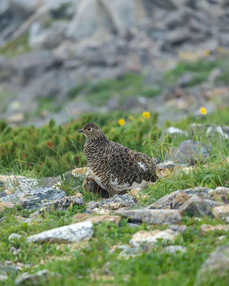 A raichou tucking her chicks in