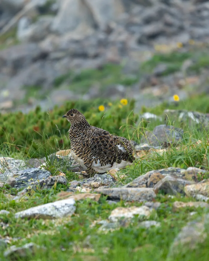A raichou tucking her chicks in