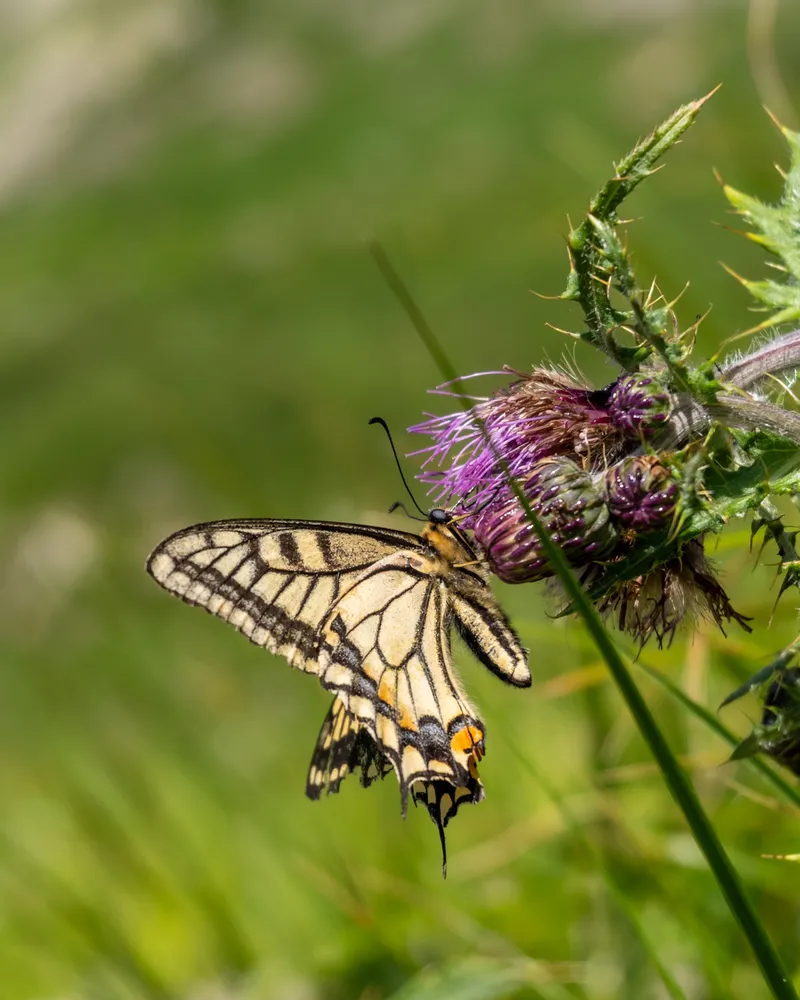Mt Echigo-Komagatake