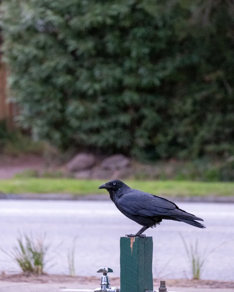 Black Rock Beach, Melbourne