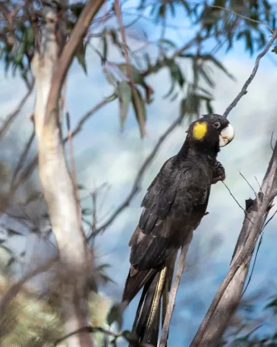 Three Sisters, Blue Mountains