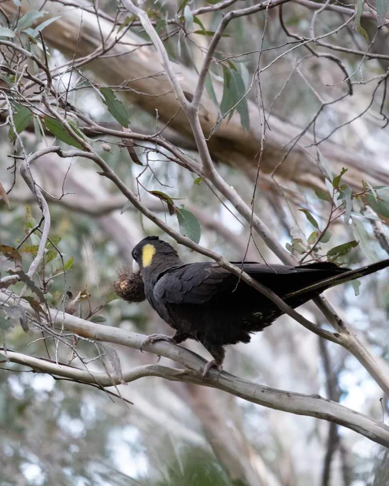 Three Sisters, Blue Mountains