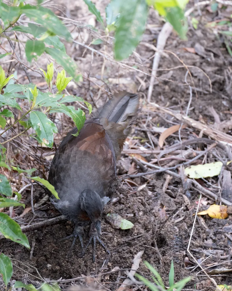 Three Sisters, Blue Mountains