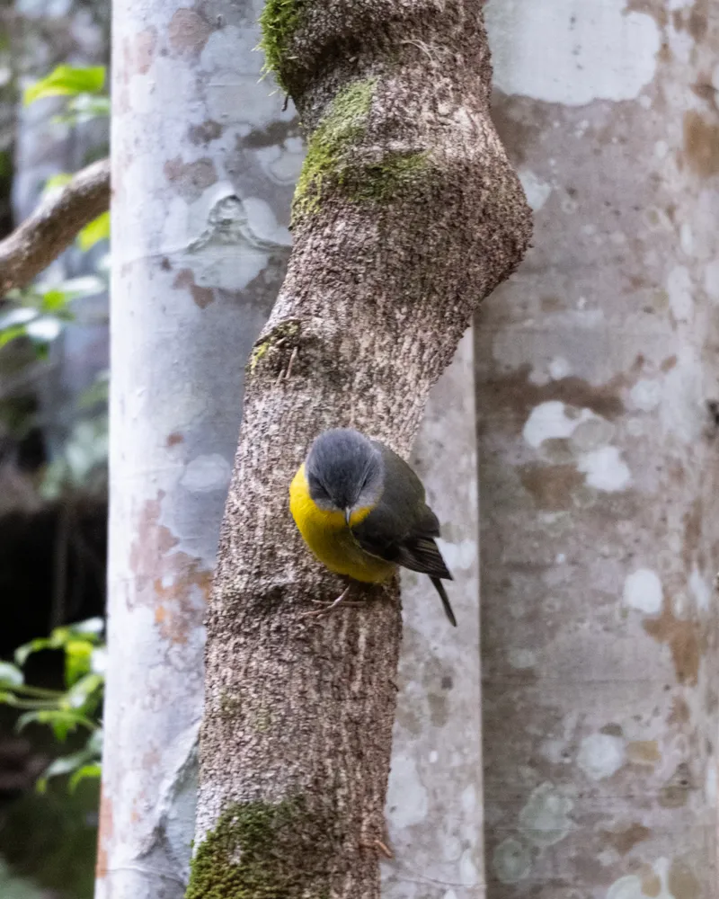 Three Sisters, Blue Mountains