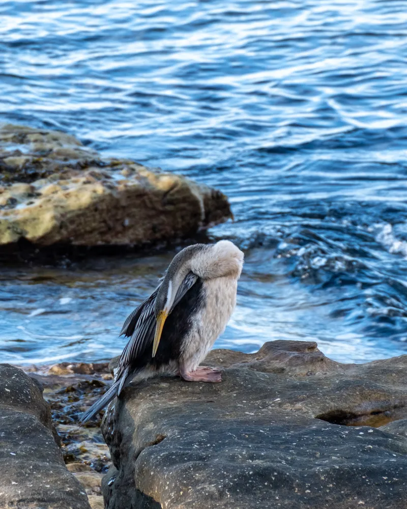Manly Beach, Sydney