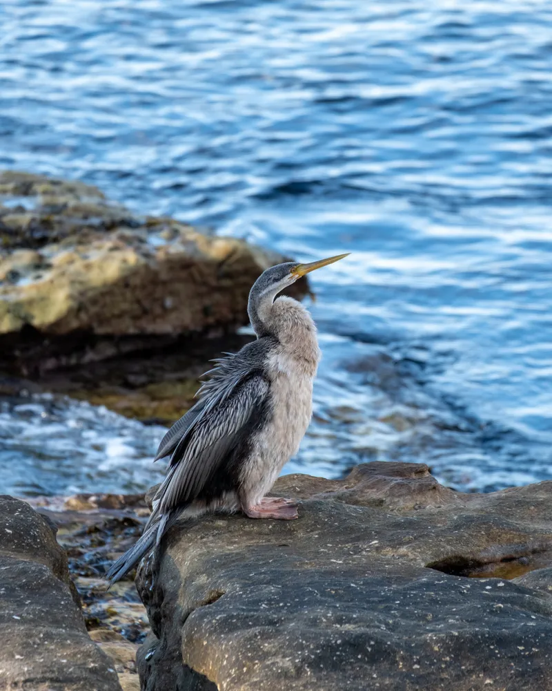 Manly Beach, Sydney