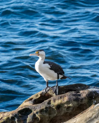 Manly Beach, Sydney