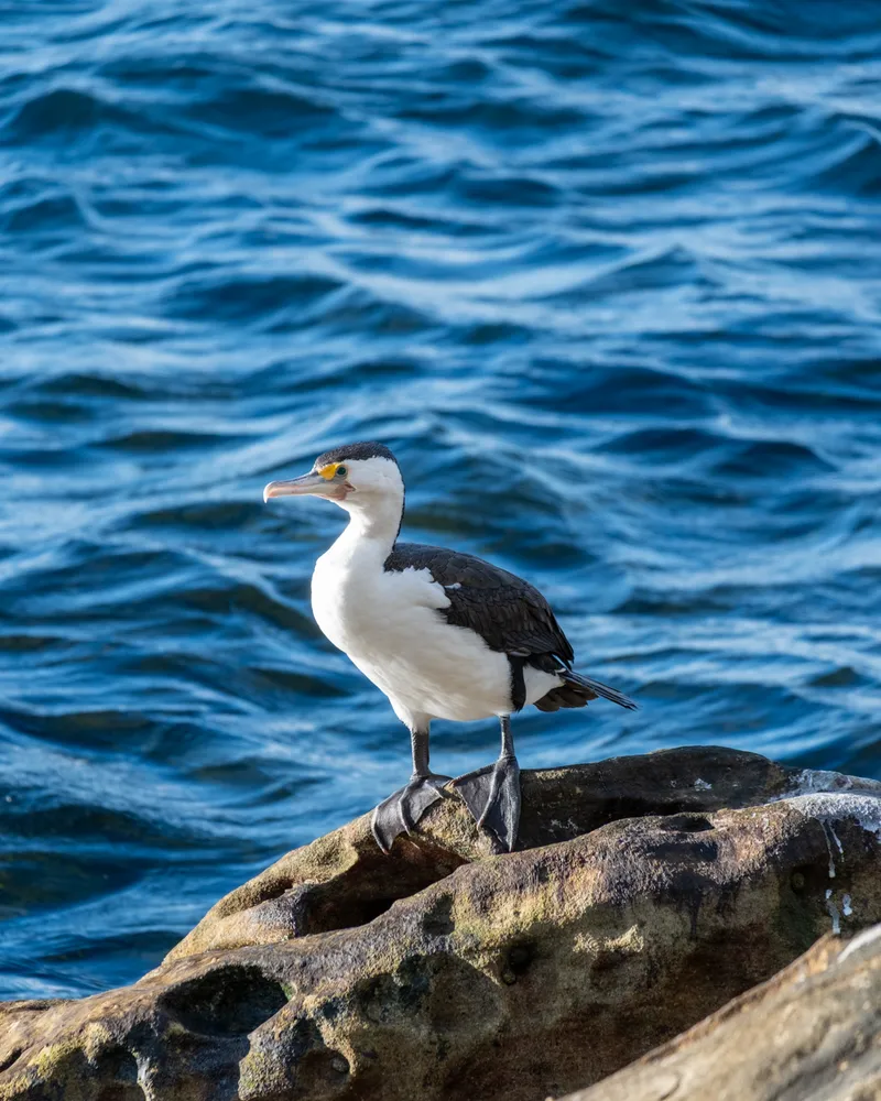 Manly Beach, Sydney