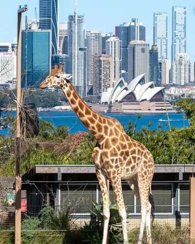 Taronga Zoo, Sydney