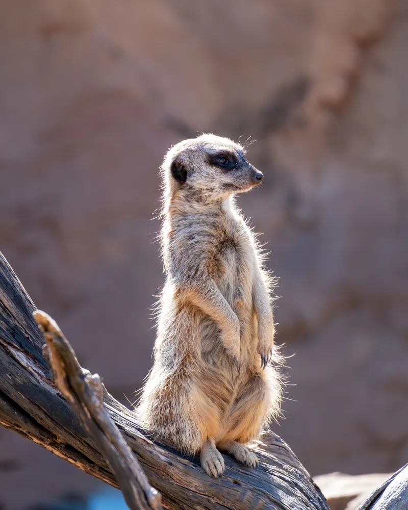 Taronga Zoo, Sydney