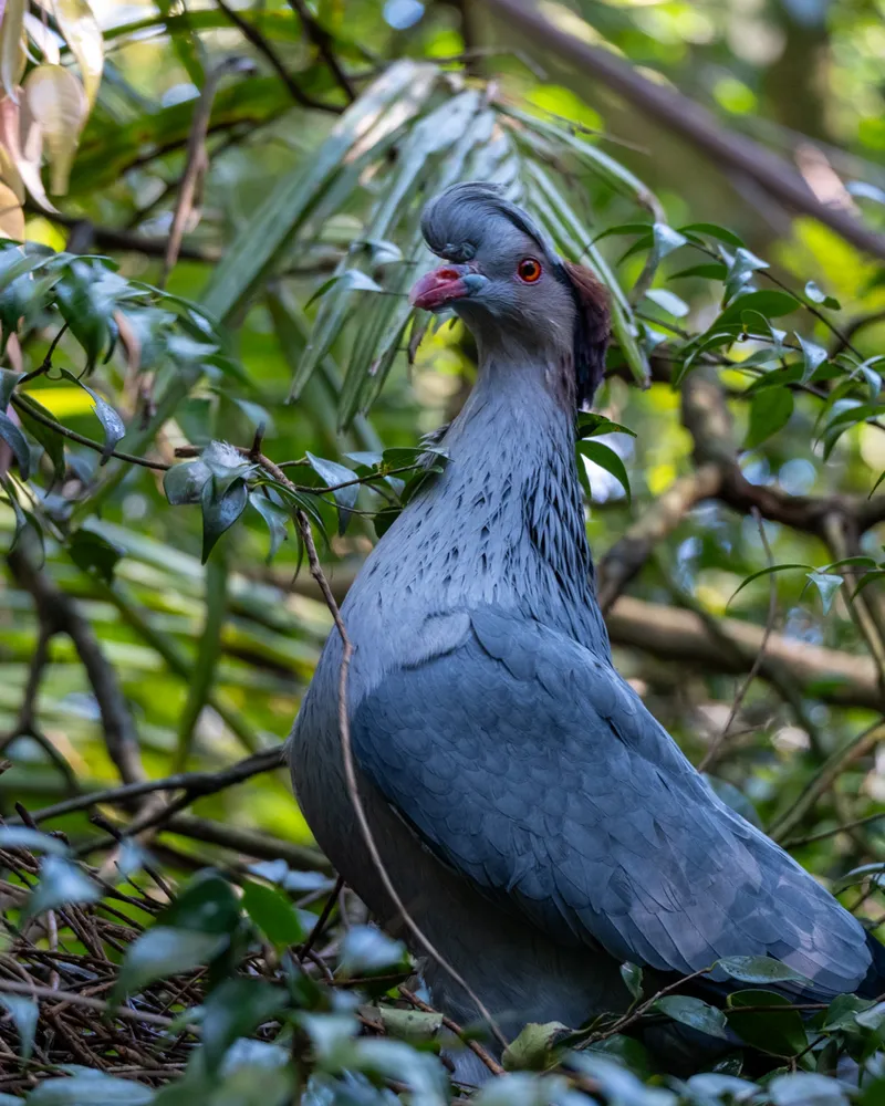 Taronga Zoo, Sydney