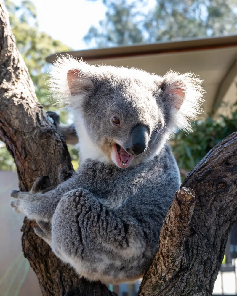 Taronga Zoo, Sydney