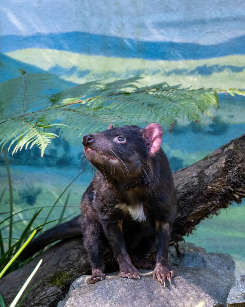 Taronga Zoo, Sydney