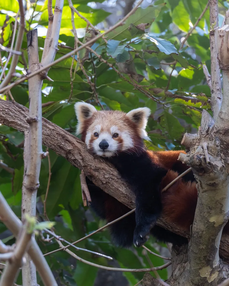 Taronga Zoo, Sydney