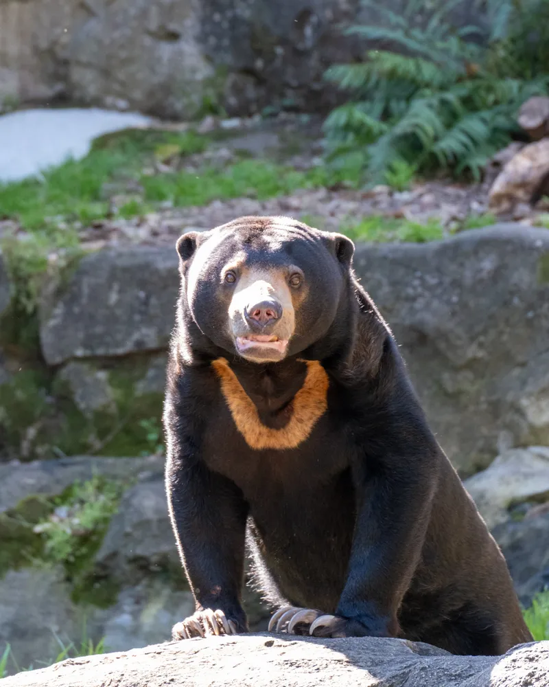 Taronga Zoo, Sydney