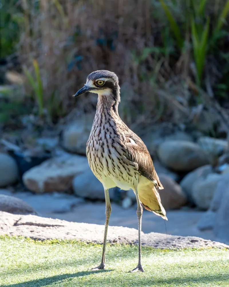 Taronga Zoo, Sydney