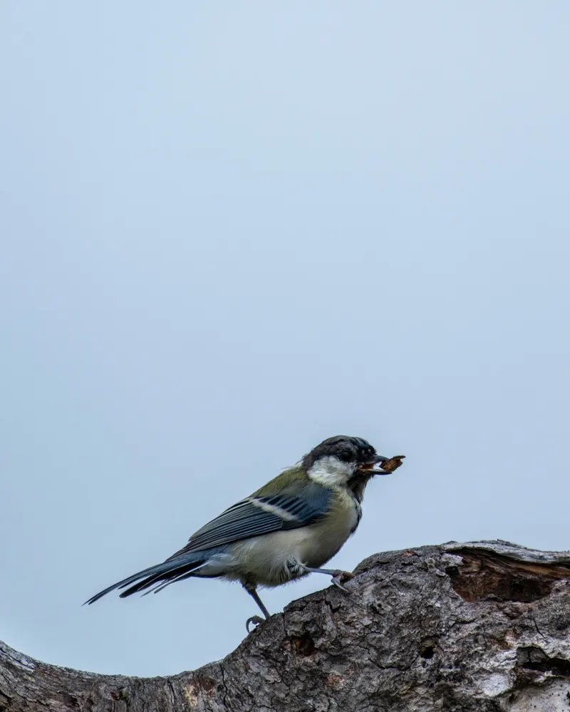 Mt Hiuchi and Mt Myoko