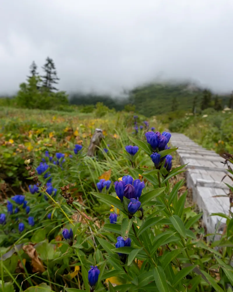 Mt Hiuchi and Mt Myoko