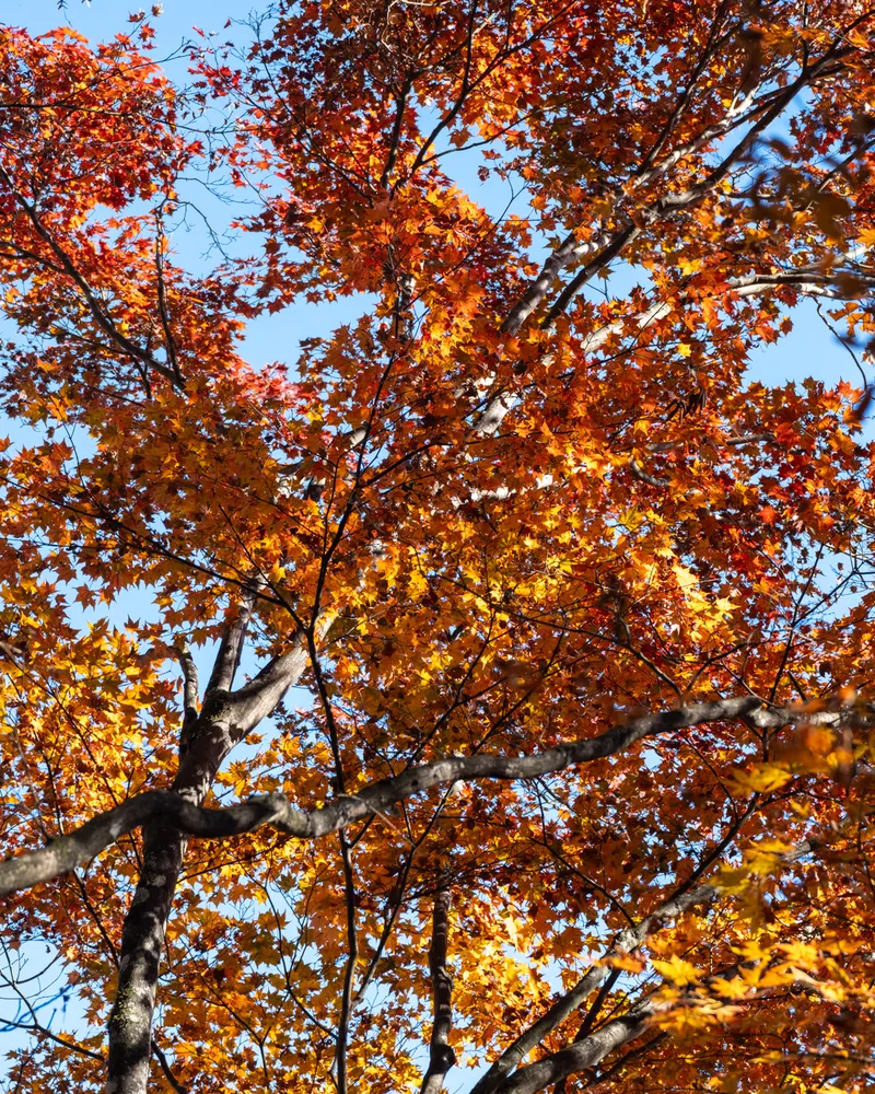 Mt Mitake and Mt Odake