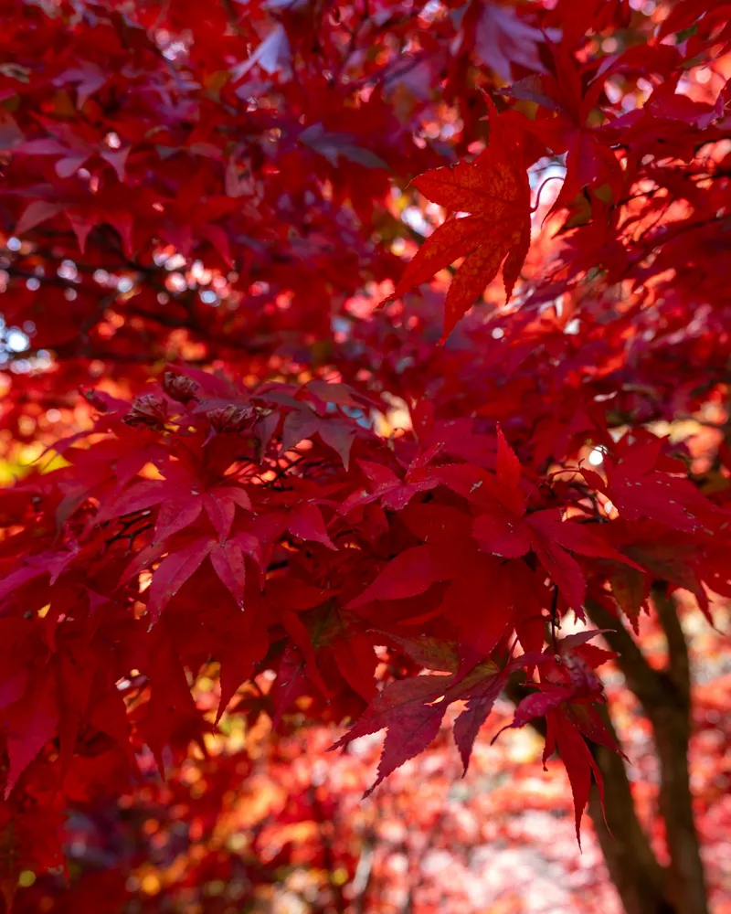 Mt Oyama