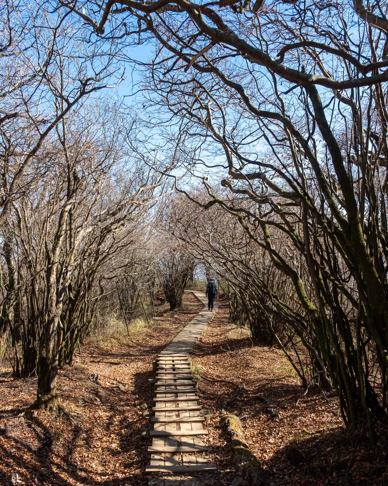 Mt Oyama