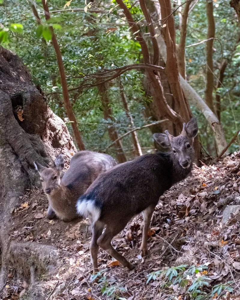 Mt Oyama