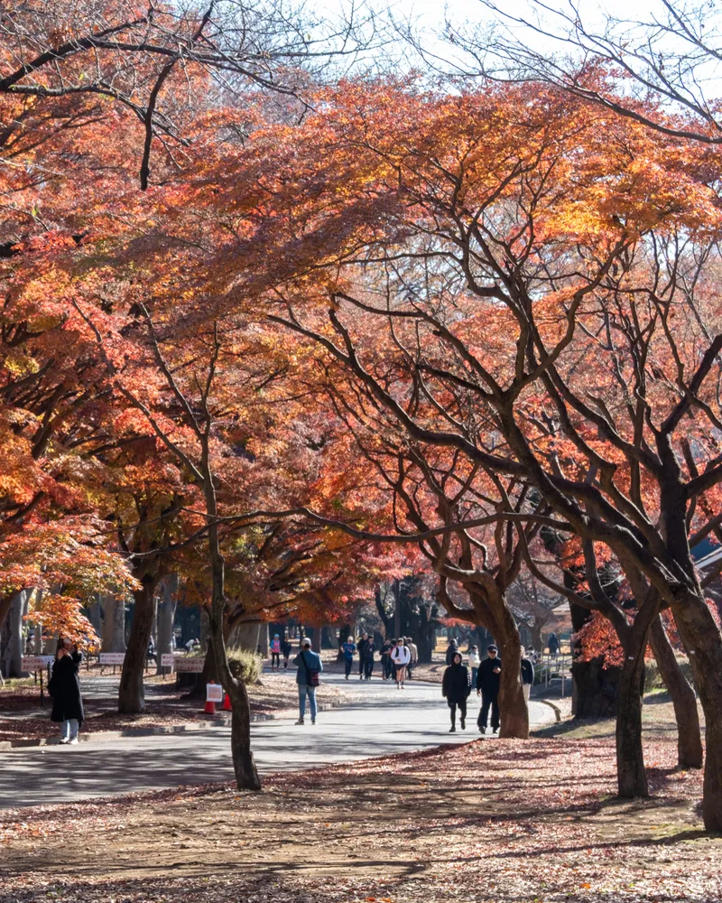 Shibuya to Harajuku Walk