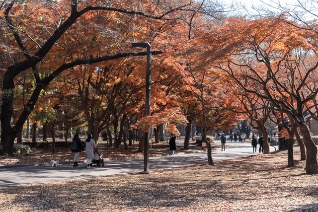 Walking between Shibuya and Harajuku
