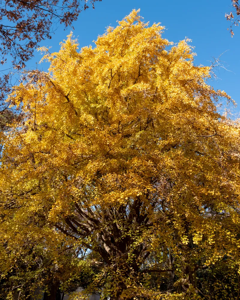 Shibuya to Harajuku Walk